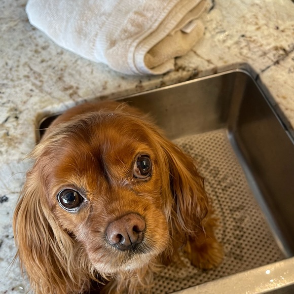 Small Dog Bath Mat ( set of 2 ) - Picture 2 of 11